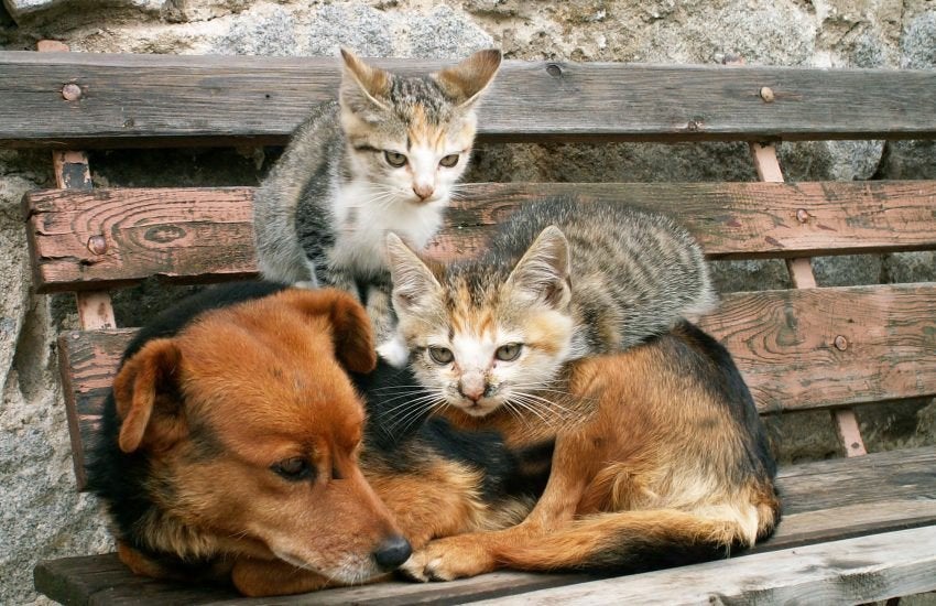 gezocht voer voor de straat honden en katten, Ophalen of Verzenden