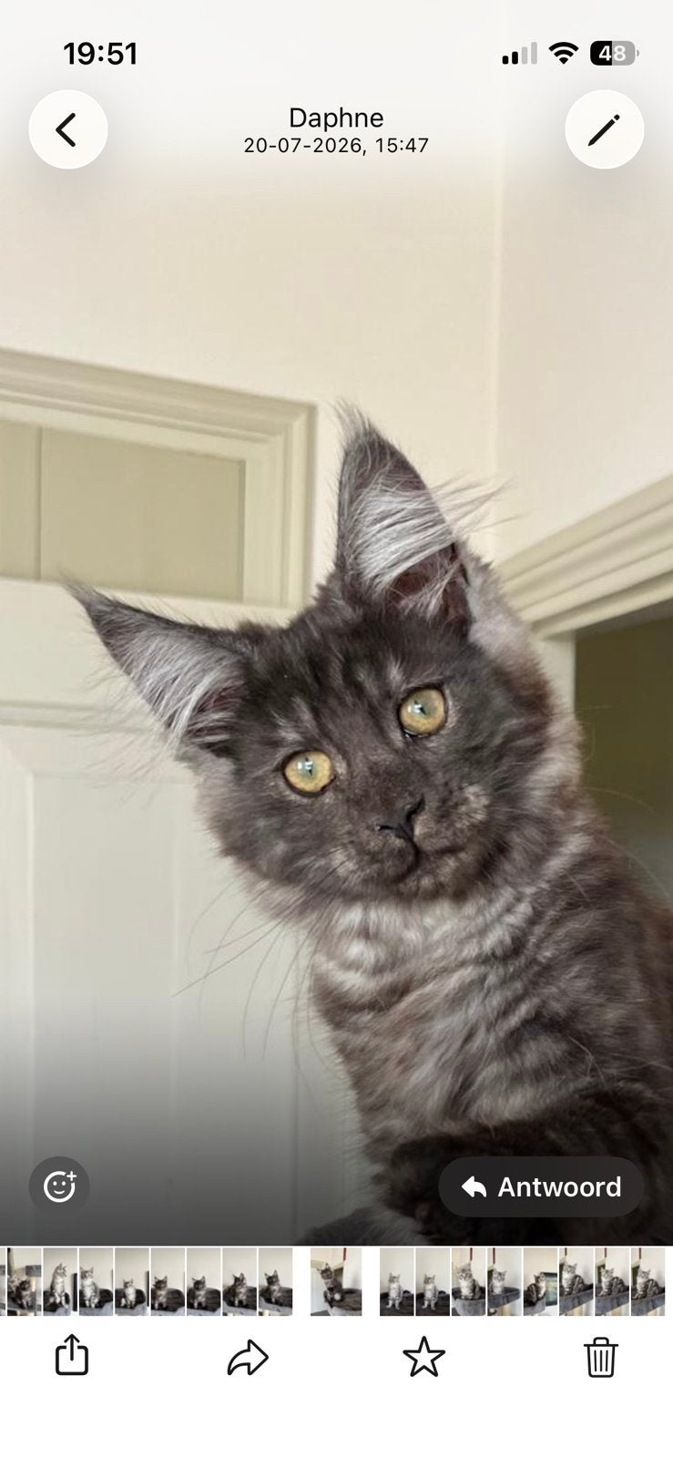 Super knappe en lieve Maine Coon kittens met stamboom, Dieren en Toebehoren, Katten en Kittens | Raskatten | Langhaar, Meerdere dieren