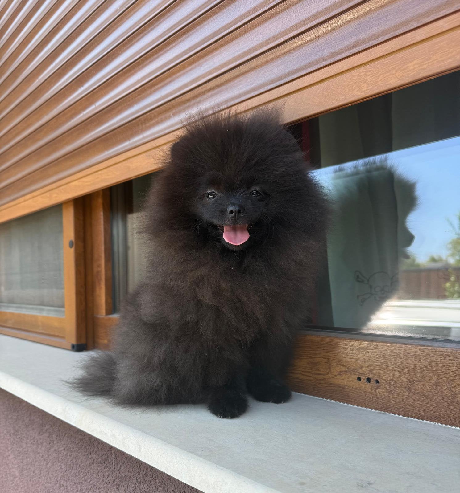 Pomeriaan pup, Dieren en Toebehoren, Overige rassen, 8 tot 15 weken, Buitenland, Parvo
