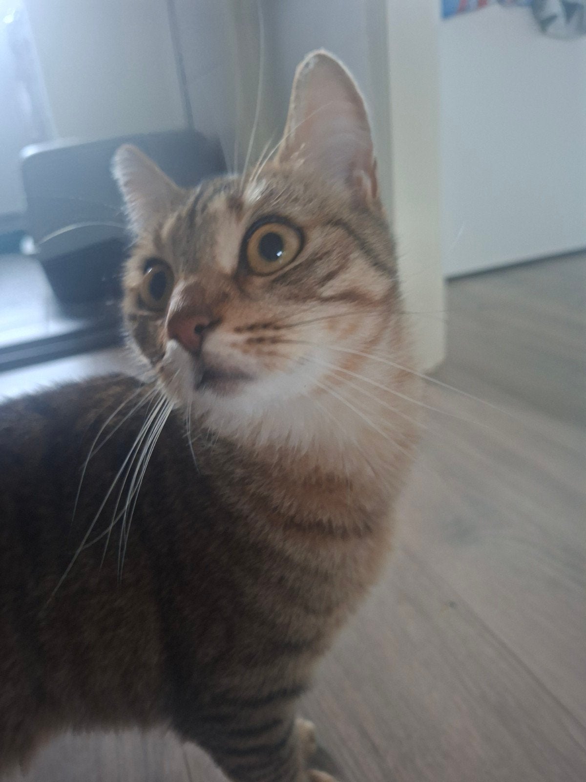 Cypers poes Sarabi 1 jaar oud opzoek naar een Gouden Mandje, Poes, Kortharig, 0 tot 2 jaar