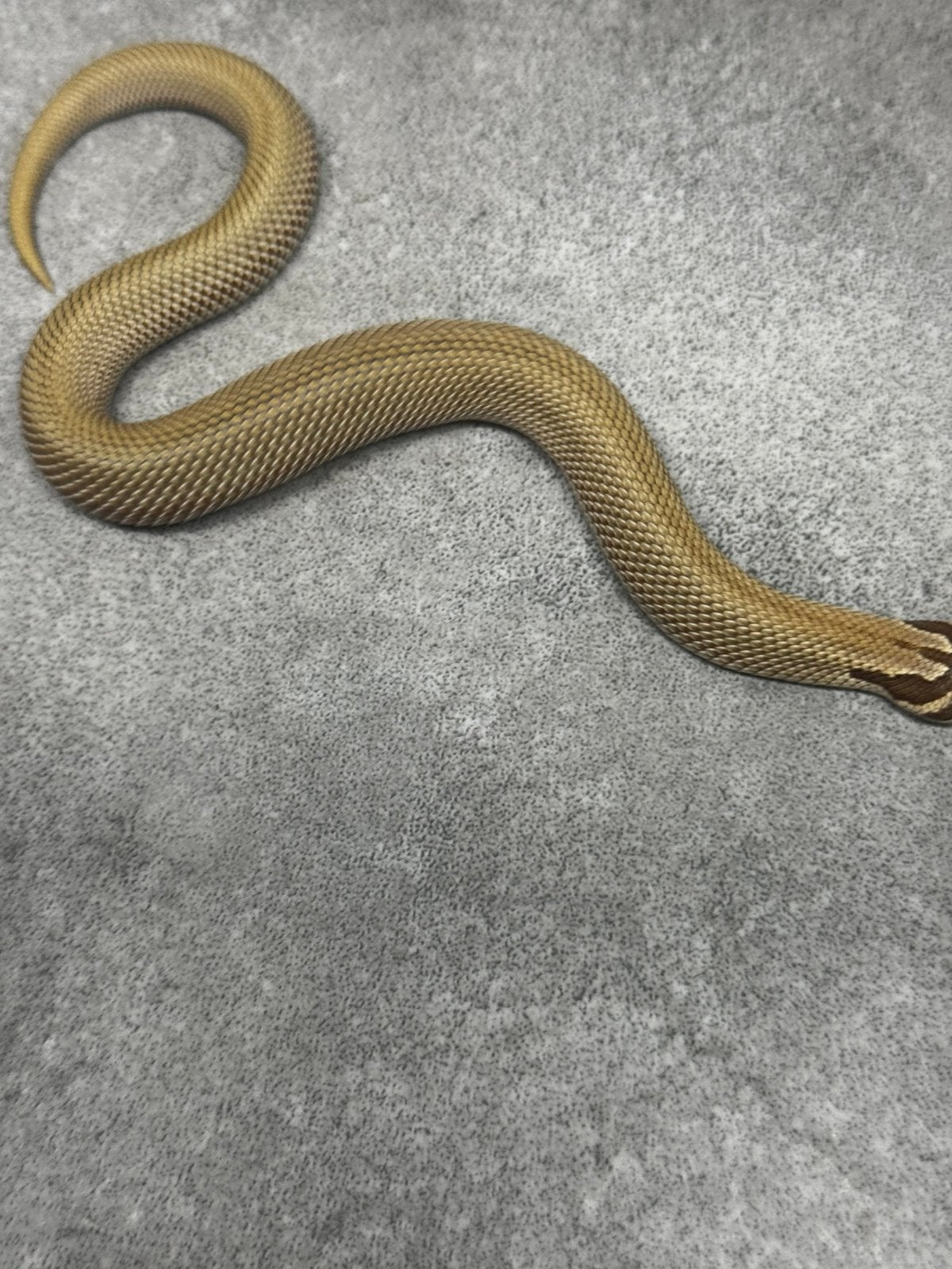 Heterodon nasicus haakneus slang Hognose Snake photo 3
