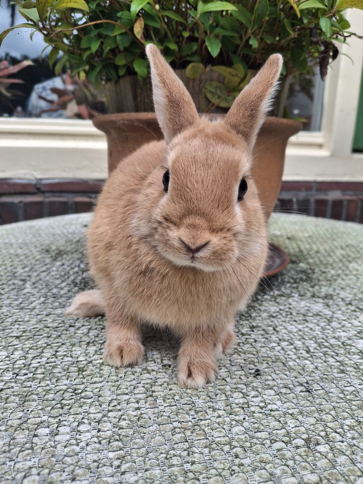 Lief dwerg konijntje, Dieren en Toebehoren, Konijnen, Mannelijk, Dwerg