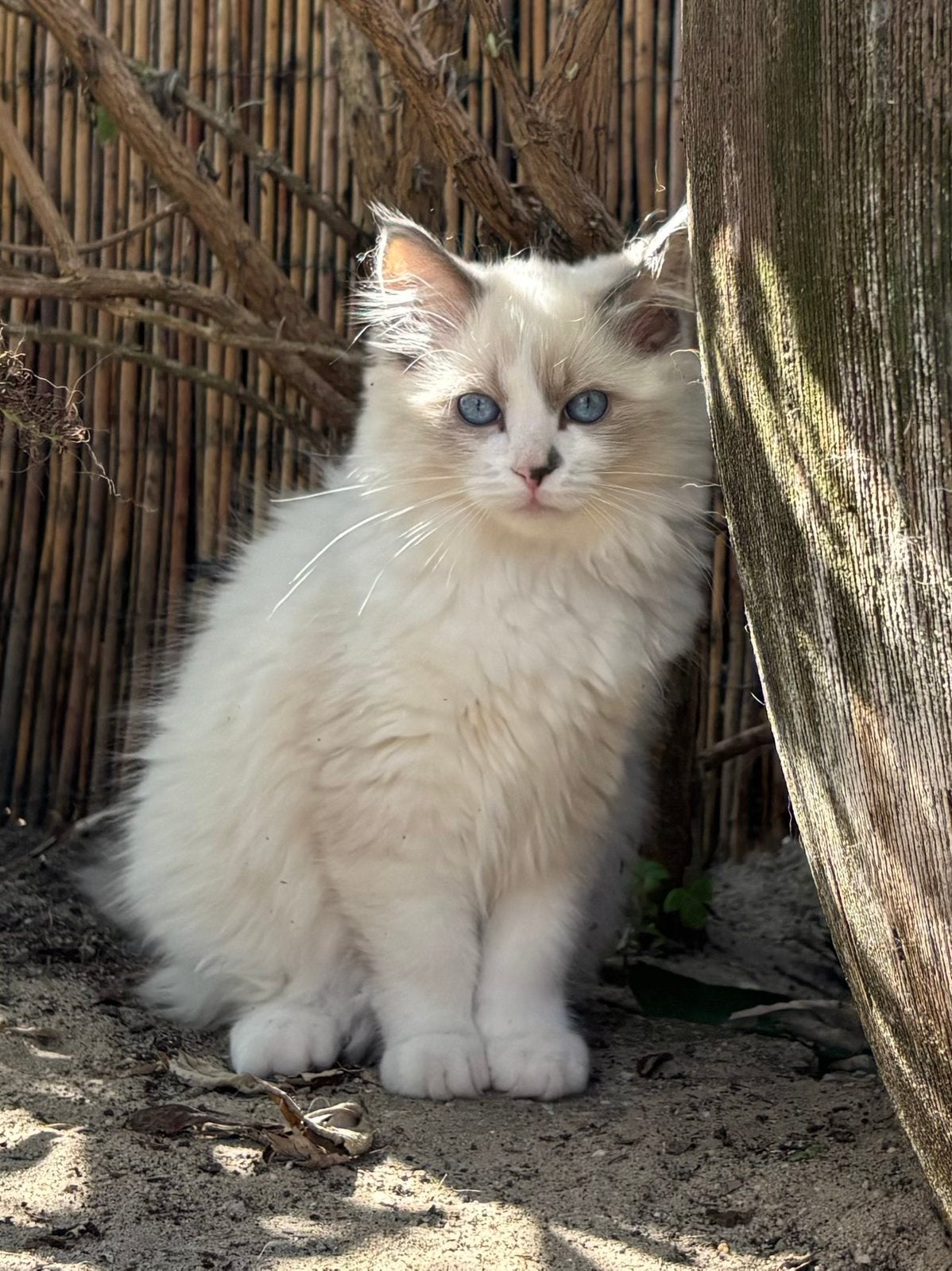 Ragdoll kittens (zonder stamboom), Dieren en Toebehoren, Katten en Kittens | Raskatten | Langhaar, Meerdere dieren, Gechipt, 0 tot 2 jaar