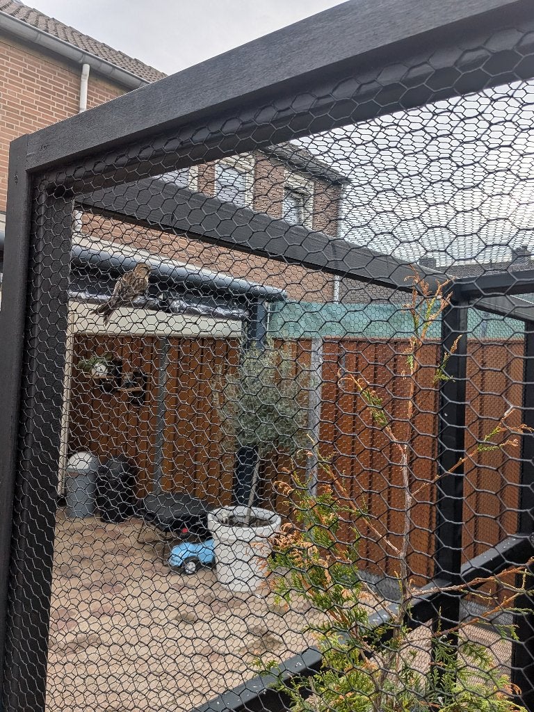 Wildzang vogels Barmsijs koppel, Ophalen, Nieuw, Overige typen