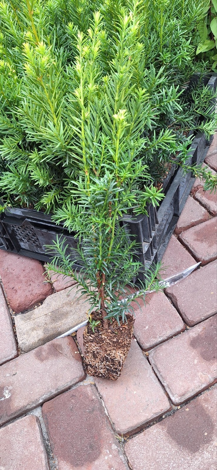 Taxus haag 10 meter, Ophalen of Verzenden, Taxus