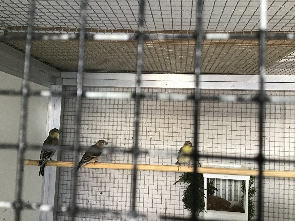 Te koop, Dieren en Toebehoren, Vogels | Overige Vogels, Meerdere dieren, Tropenvogel, Geringd