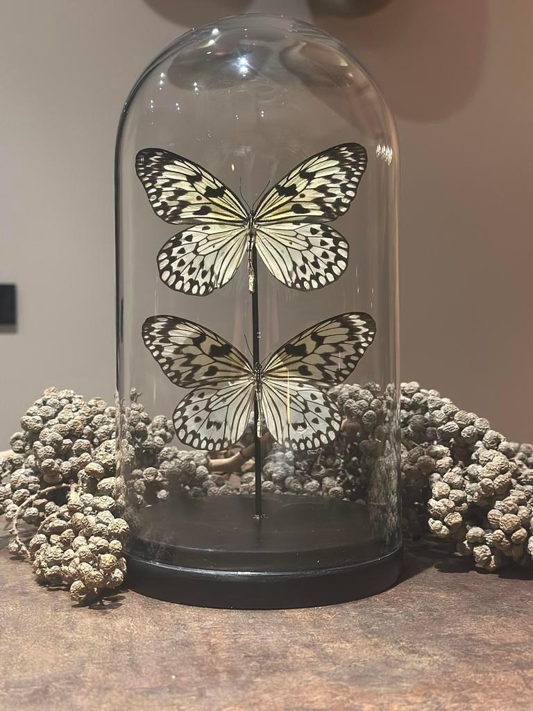 Vlinders in stolp - Decoratieve glazen stolp met vlinders, Ophalen of Verzenden, Zo goed als nieuw