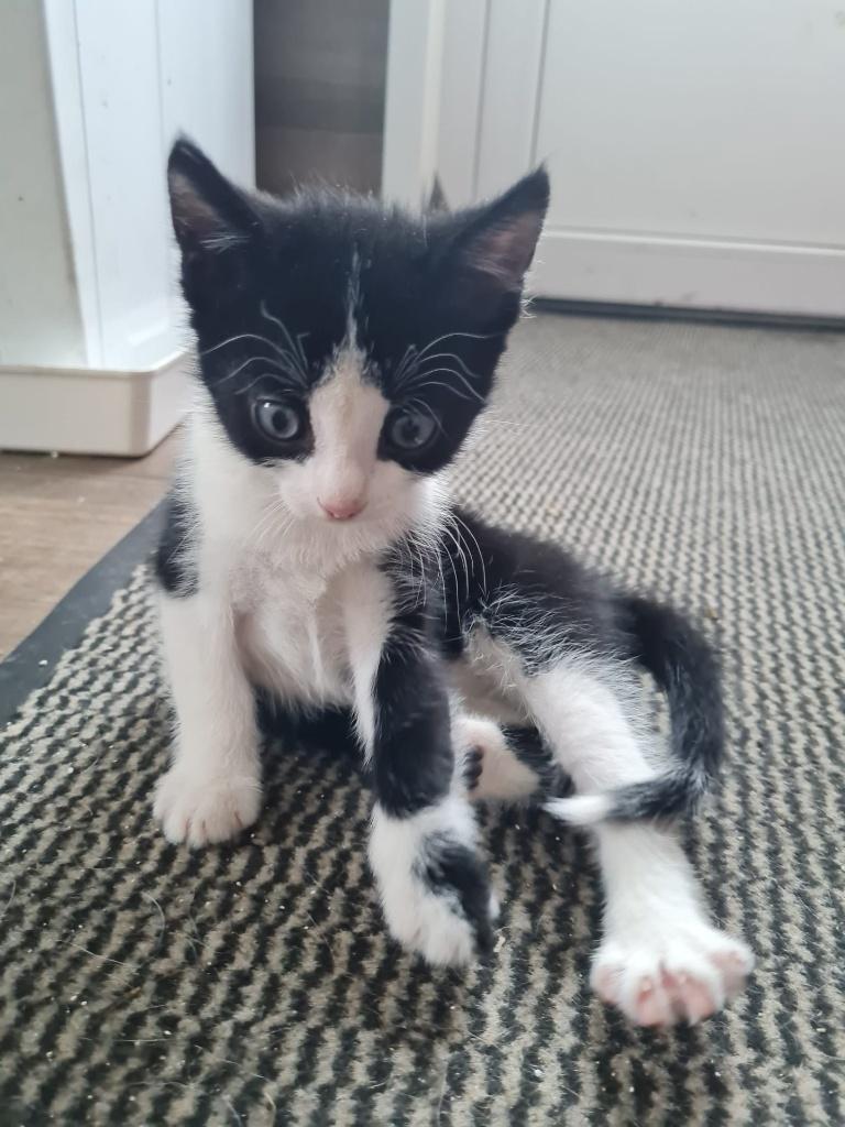 Lieve boerderijkittens(zwart,wit,lapjes), Dieren en Toebehoren, Meerdere dieren, Kortharig, 0 tot 2 jaar