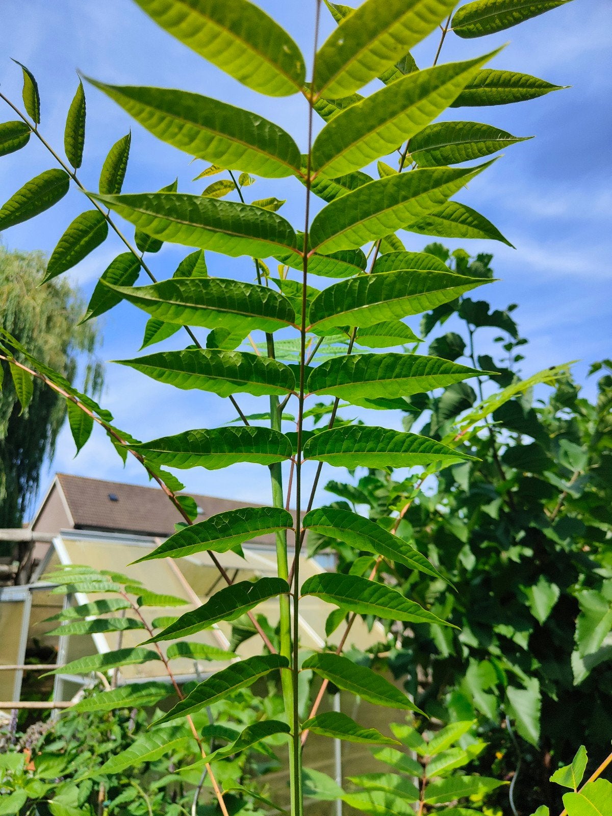 Mooie gezonde uiensoepboom 1.80, Tuin en Terras, Planten | Bomen, Ophalen, Bloeit niet, Volle zon, Overige soorten