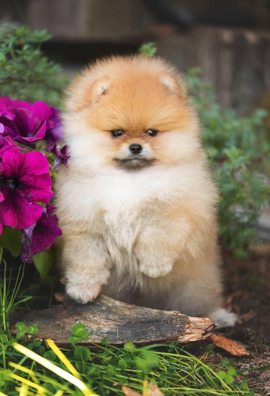 pomeranian reutje, Dieren en Toebehoren, Nederland, Keeshond, Reu, 8 tot 15 weken