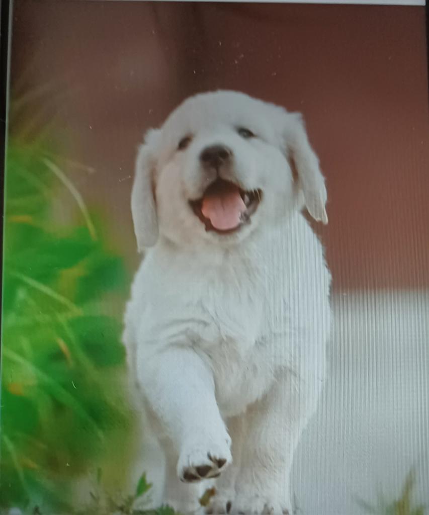 Honden oppas, Boeken, Dieren en Huisdieren, Ophalen of Verzenden, Honden
