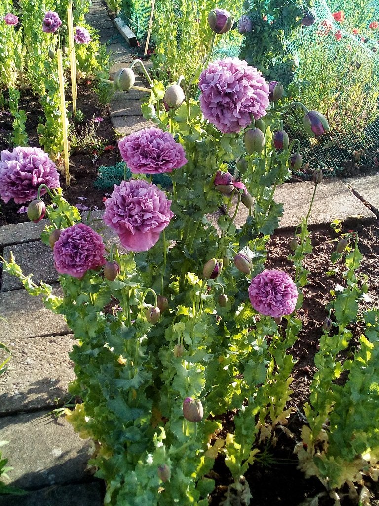 Biologisch Papaver zaad  diverse kleuren, Overige soorten, Volle zon, Vaste plant, Ophalen of Verzenden
