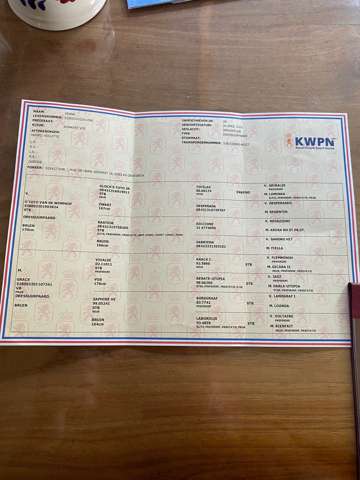 Kwpn merrie, Ophalen of Verzenden, Zo goed als nieuw