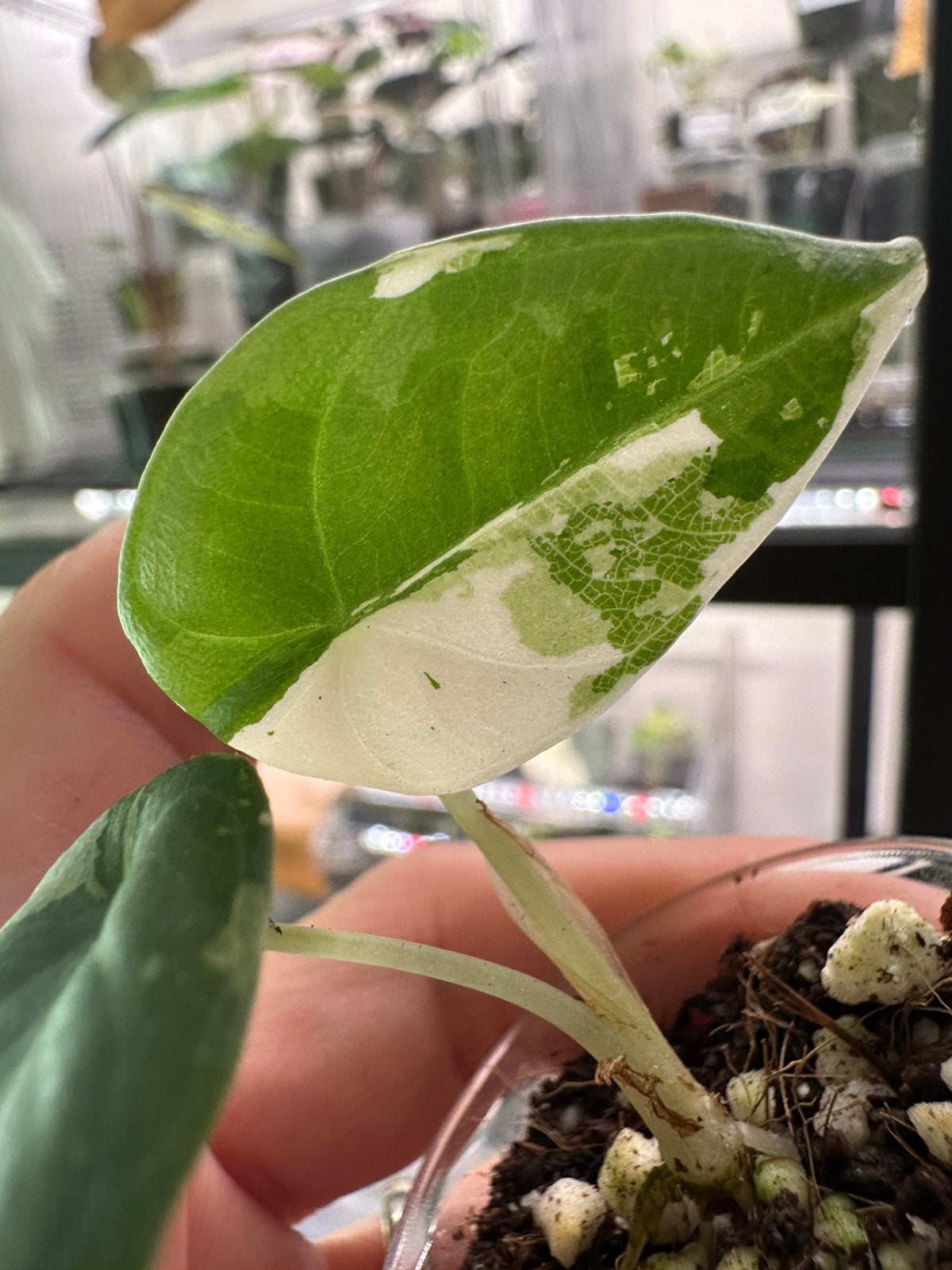 Alocasia maharani albo variegata, Ophalen of Verzenden, Halfschaduw, Minder dan 100 cm