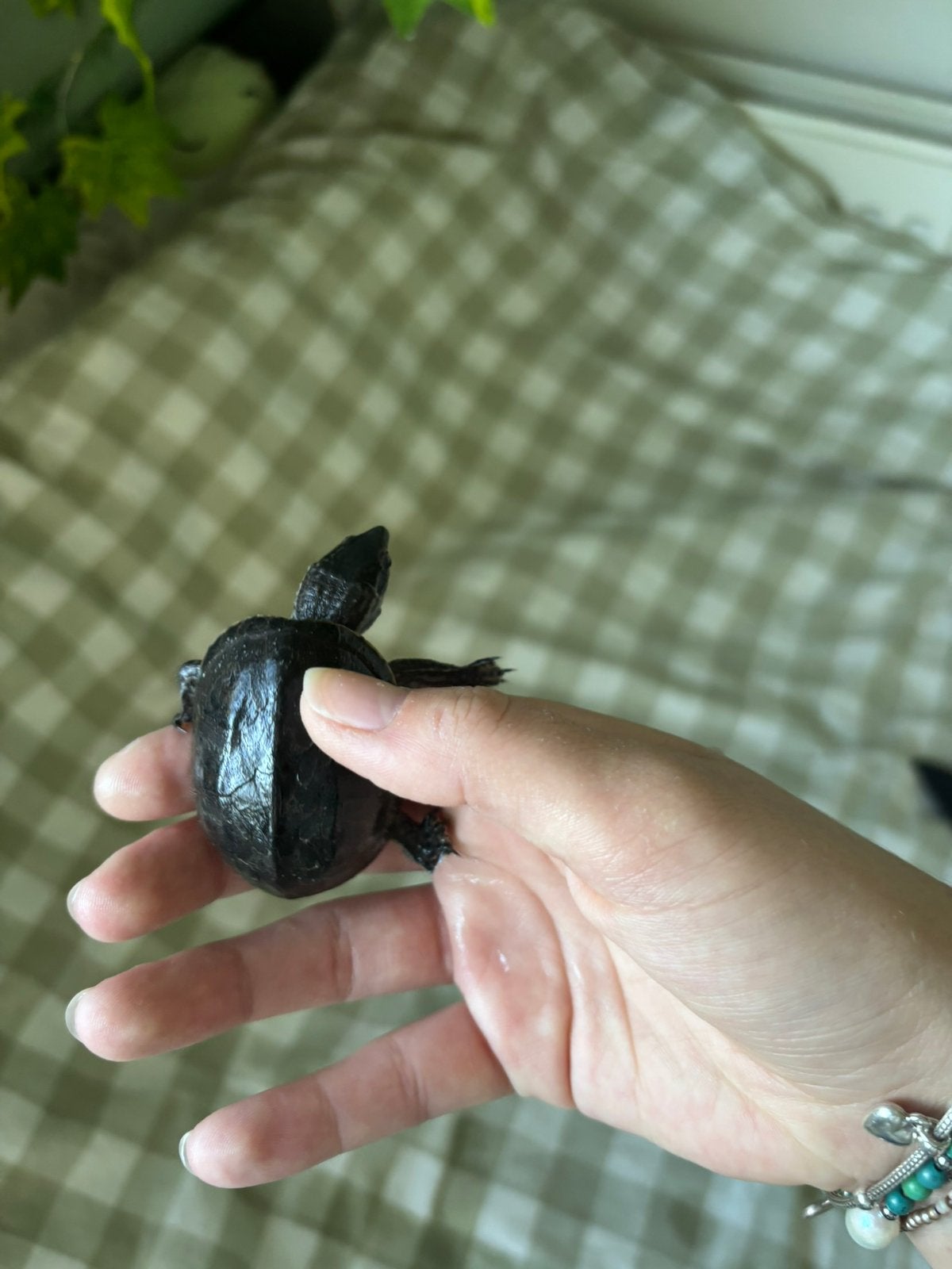 2x Muskusschildpad Turtle photo 5