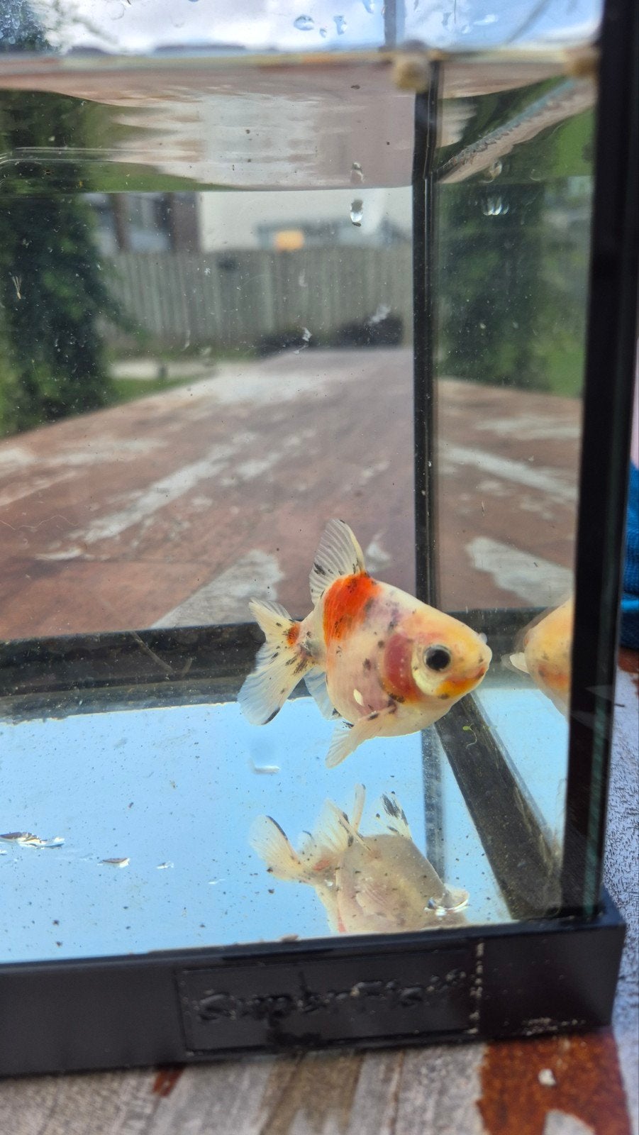 Ryukin goudvis, Dieren en Toebehoren, Vis