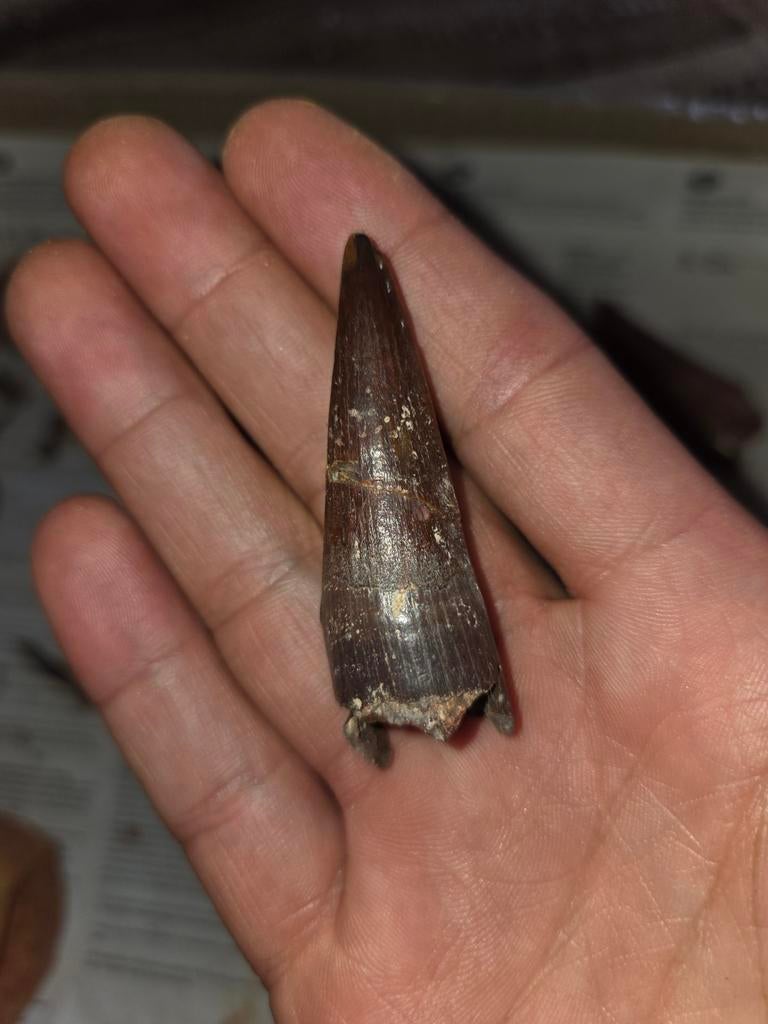 Spinosaurus tanden, Ophalen of Verzenden, Fossiel