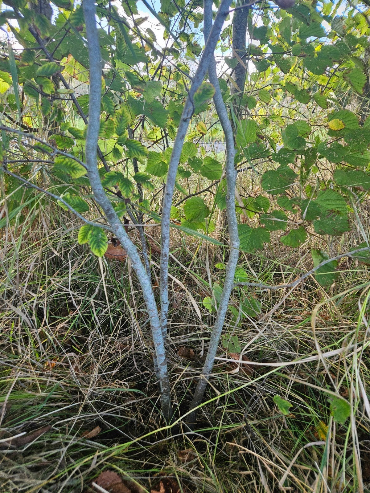 Meerstammig Krentenboompje - Amelanchier, ca. 2 meter hoog, Ophalen, Overige soorten, Struik, 100 tot 250 cm