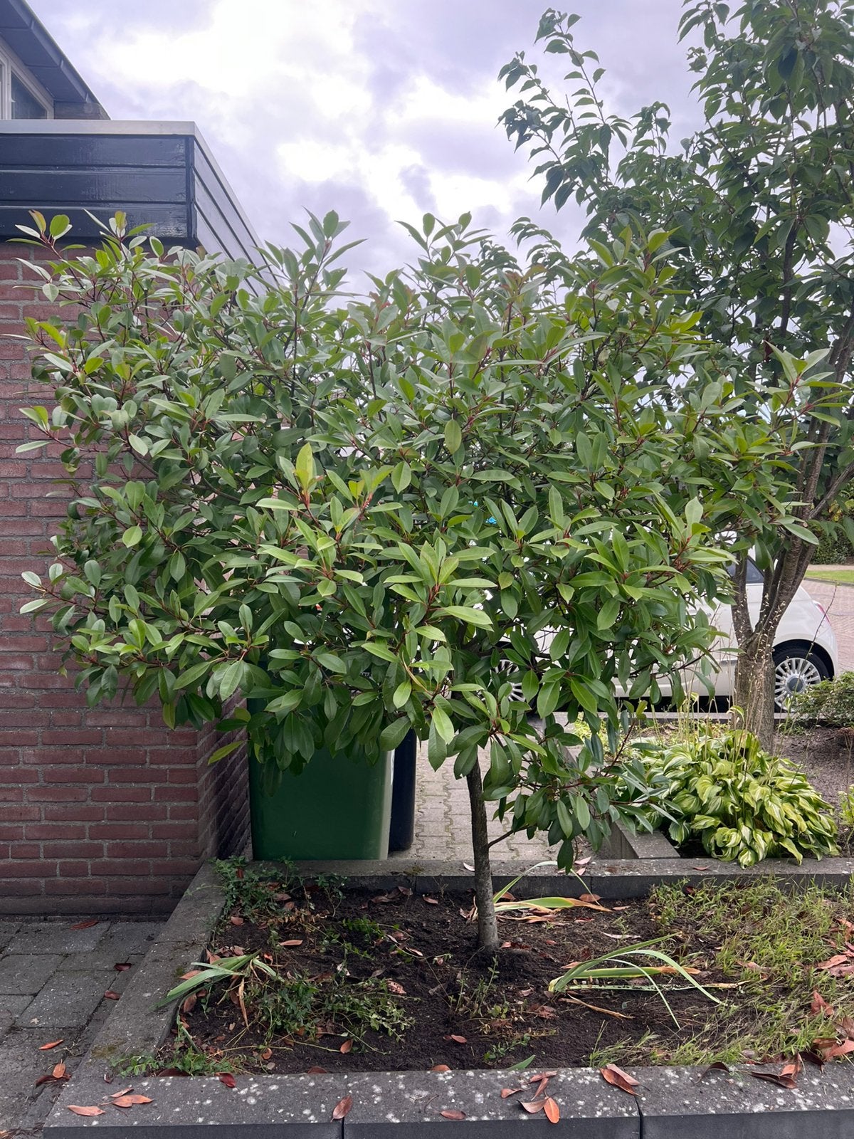 Portugese laurier boompje, Tuin en Terras, Planten | Bomen, Ophalen, Volle zon, Overige soorten, 100 tot 250 cm