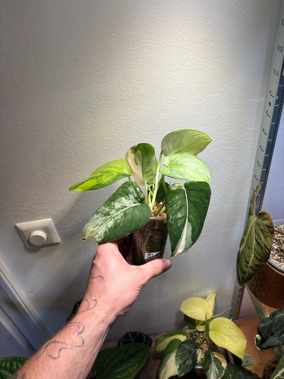 Scindapsus Jade Satin Albo - Gewortelde stekken op mos, Ophalen of Verzenden