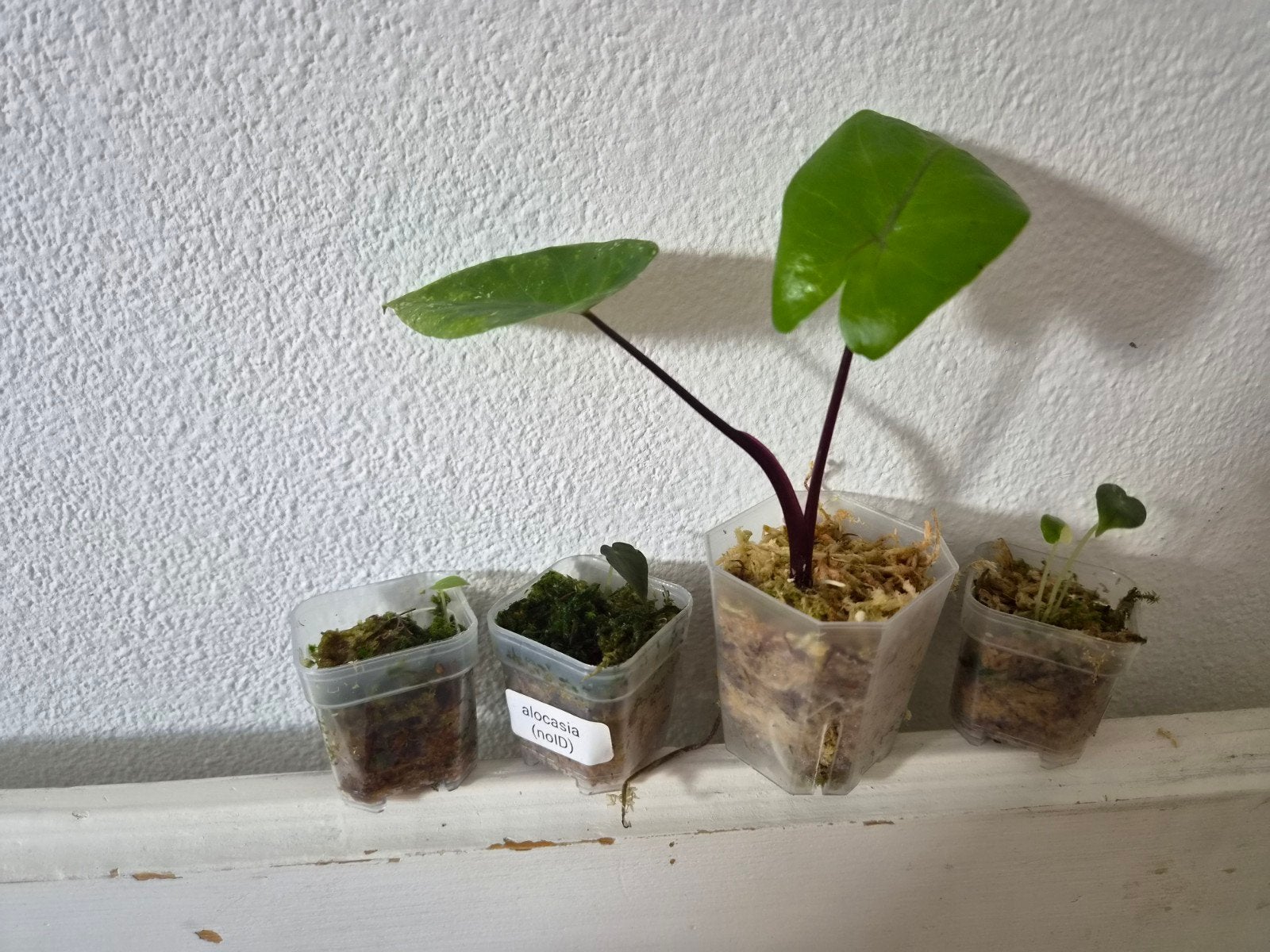 Alocasia NOID paketje, Overige soorten, In pot, Minder dan 100 cm, Bloeiende kamerplant