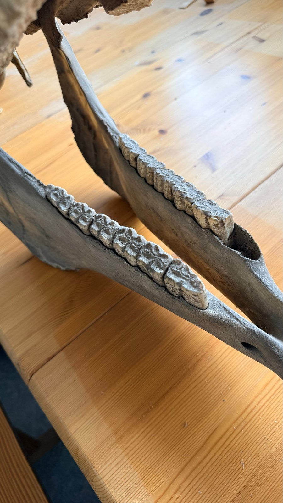 Originele paardenschedel met onderkaak - decoratie/anatomie, Ophalen, Zo goed als nieuw, Paard, Schedel