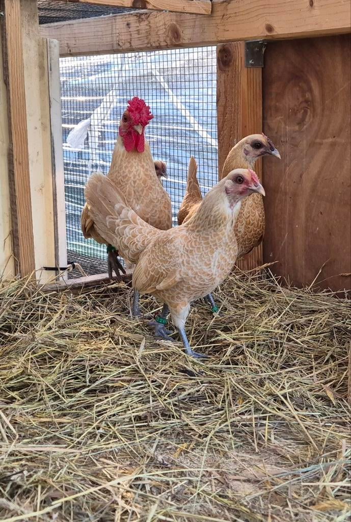 Te koop: Sebright Geel Wit gezoomd, Dieren en Toebehoren, Meerdere dieren, Kip