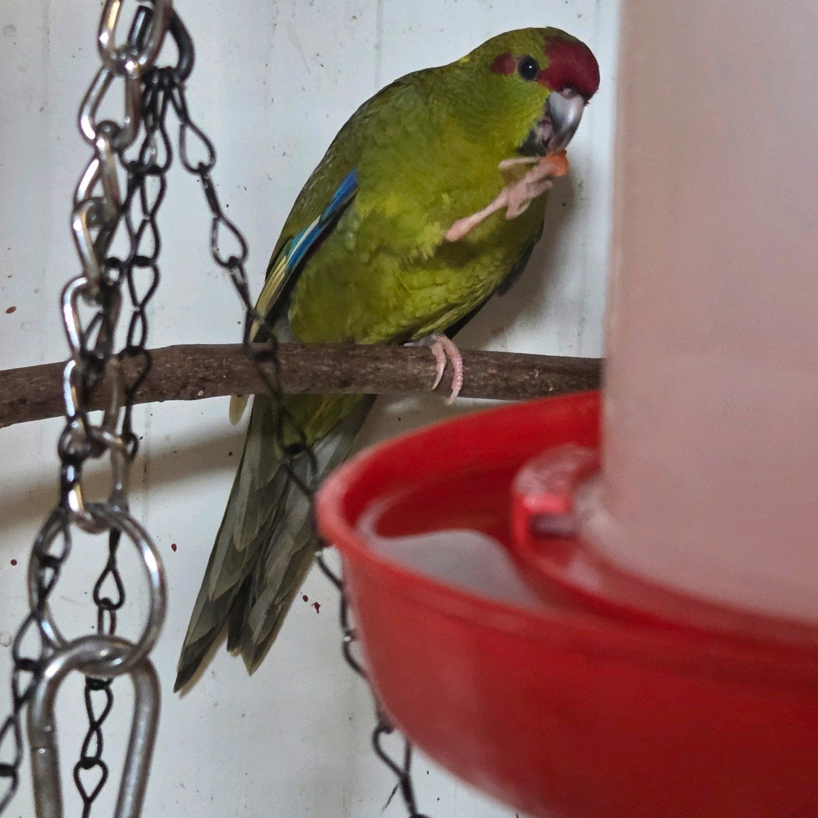 Kakariki jongen, Meerdere dieren, Parkiet