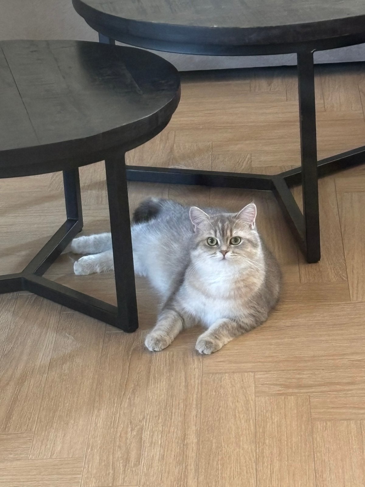 2 Britse Korthaar poes +stamboom, ouders wereldkampioen lijn, Dieren en Toebehoren, Katten en Kittens | Raskatten | Korthaar, Poes