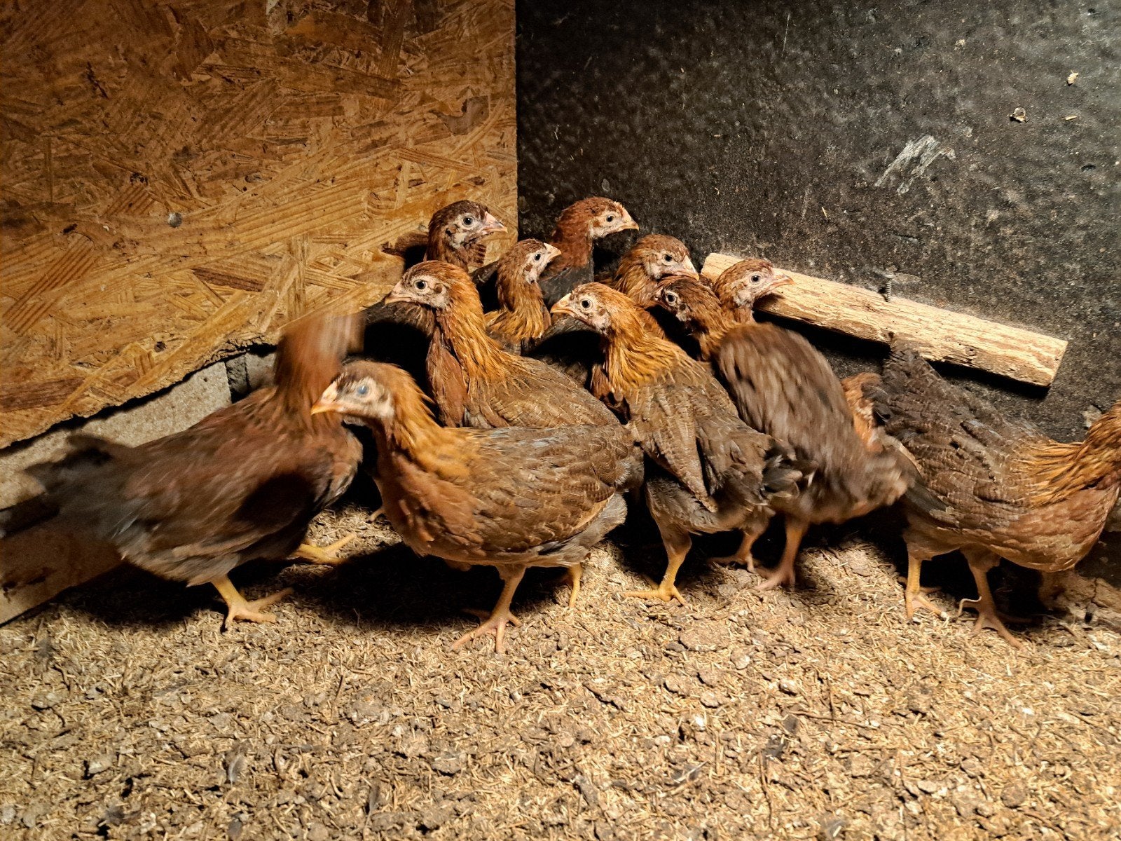 Welsumer hennen (groot soort), Dieren en Toebehoren, Vrouwelijk