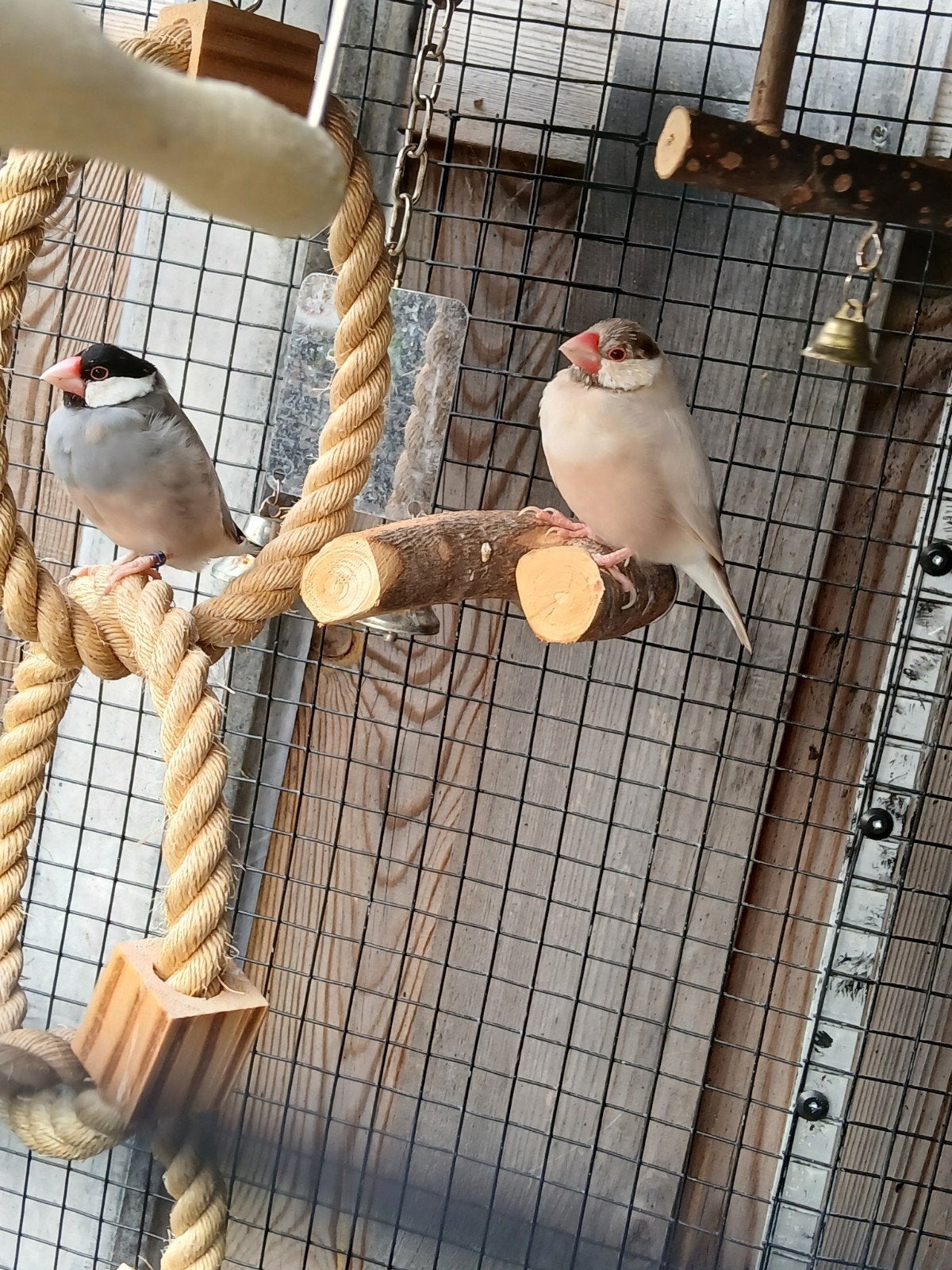 Mokka x wildkleur koppel rijstvogel, Dieren en Toebehoren, Meerdere dieren, Tropenvogel, Geringd
