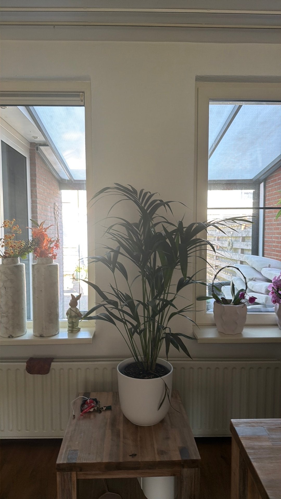 Te koop vaste palm 60 euro groot 130 met pot, Ophalen, Palm, Halfschaduw, In pot