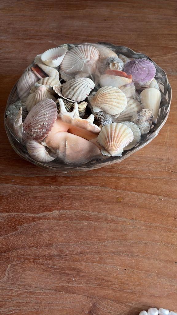 Decoratie schelpen, Verzamelen, Ophalen of Verzenden, Schelp(en)