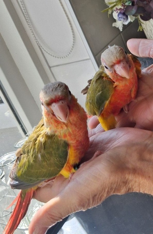 super tamme baby pyrrhura.s, Dieren en Toebehoren, Vogels | Parkieten en Papegaaien, Geslacht onbekend, Parkiet, Geringd
