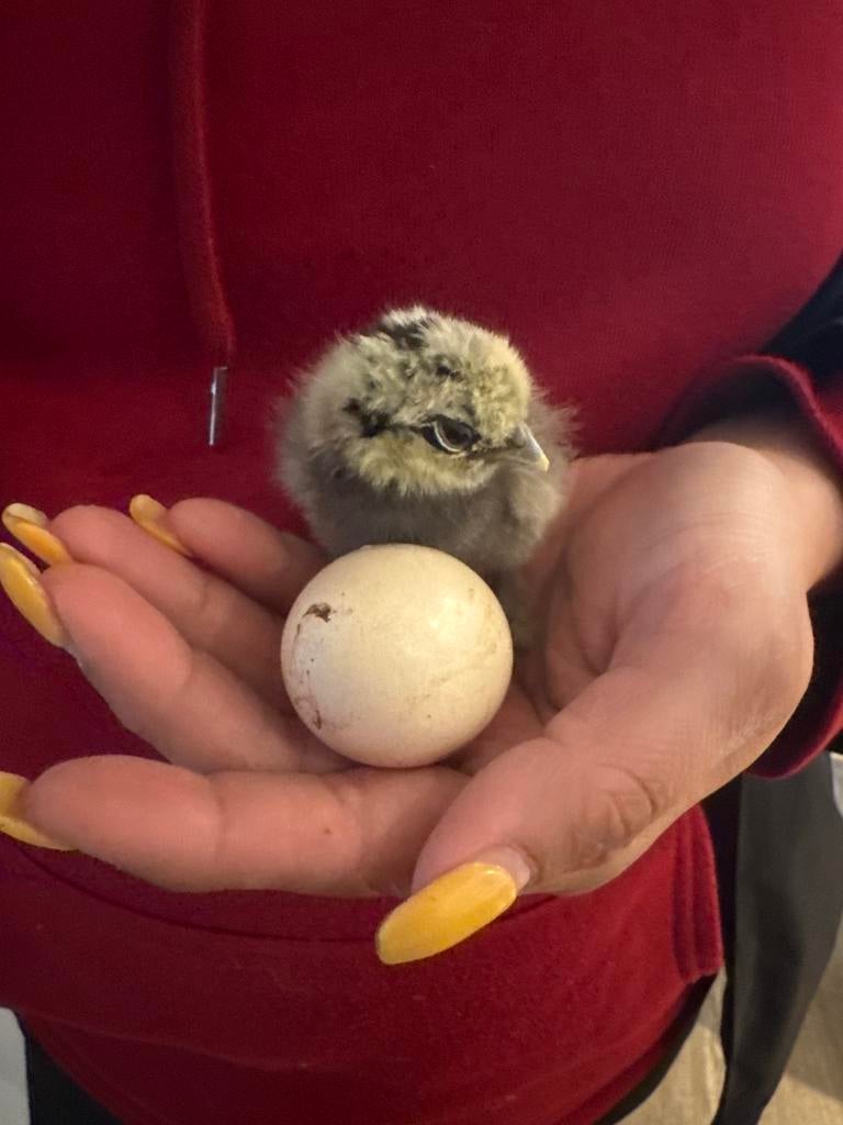 Zijdehoen eitjes te koop, Dieren en Toebehoren, Pluimvee, Geslacht onbekend, Kip
