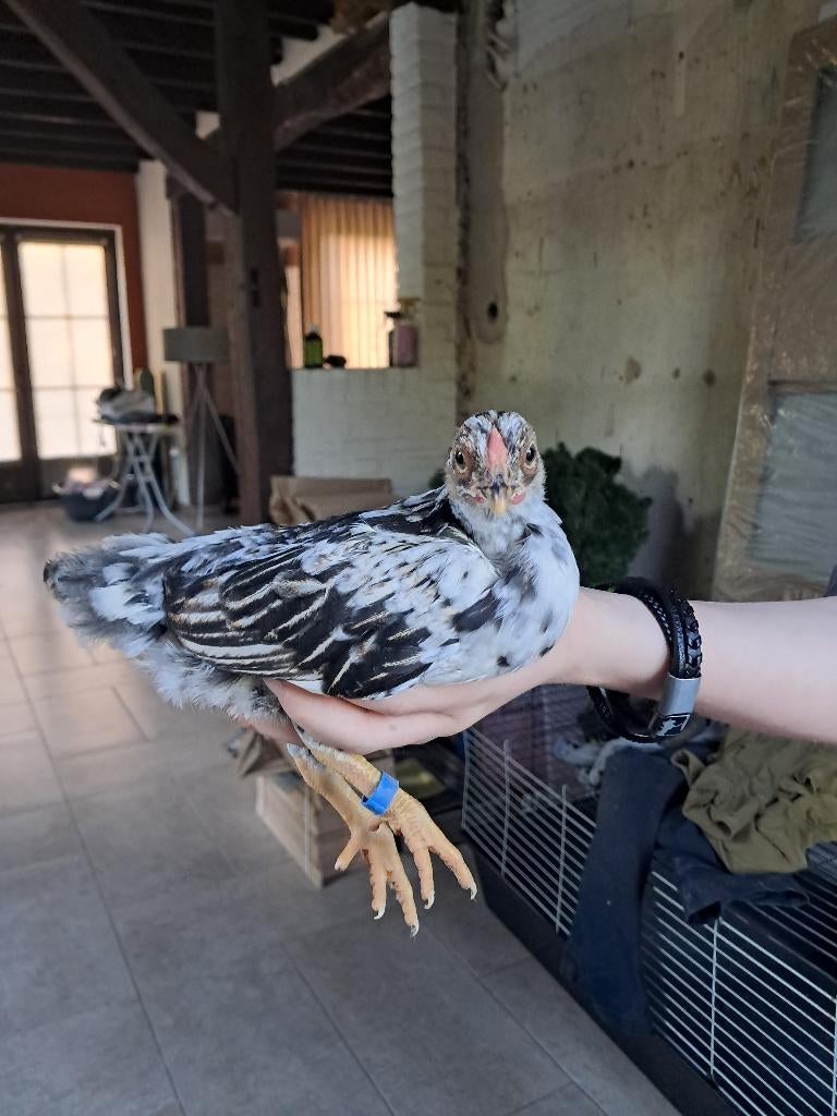 Serama haantje, Dieren en Toebehoren, Pluimvee, Mannelijk, Kip