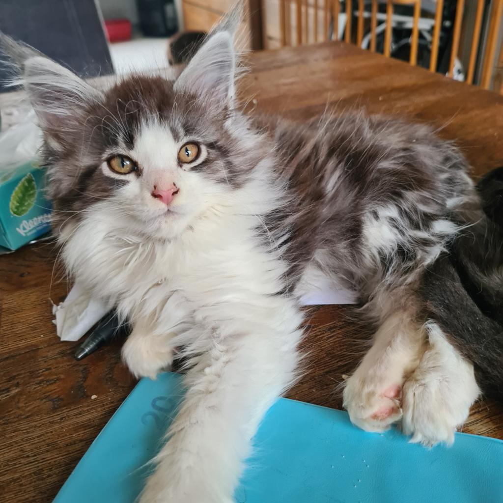 Maine coon kittens , mogen meteen verhuizen, Meerdere dieren, Ontwormd, 0 tot 2 jaar