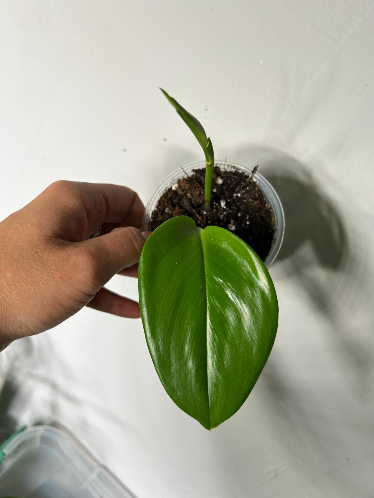 Scindapsus Moonlight - Jonge plant, Huis en Inrichting, Kamerplanten, Ophalen of Verzenden, Halfschaduw, Minder dan 100 cm