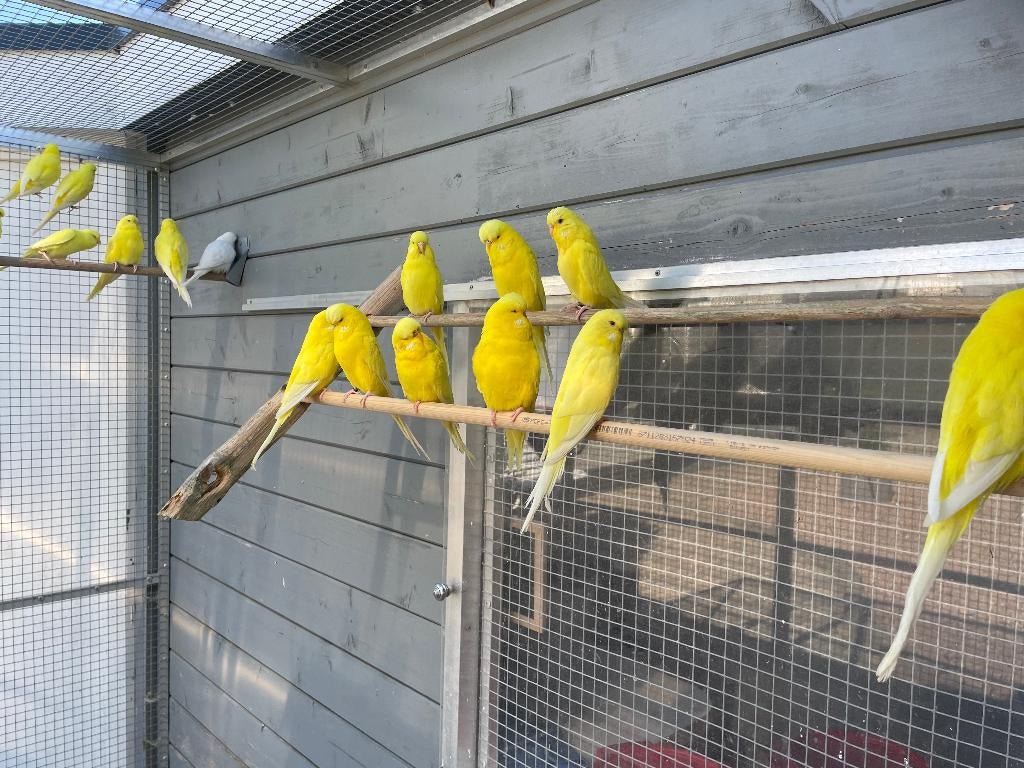 Te Koop Engelse Grasparkieten, Meerdere dieren, Parkiet, Geringd
