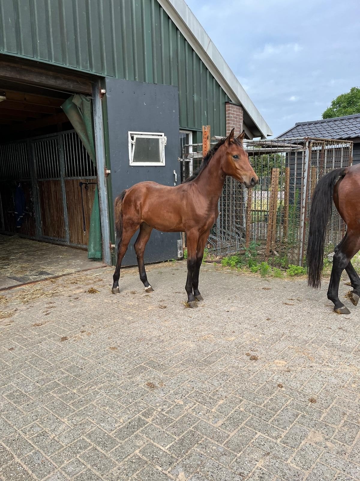 Te koop: Mooi en braaf hengstveulen van Corydon van T&L, Springpaard, Minder dan 160 cm, Met stamboom, Niet van toepassing