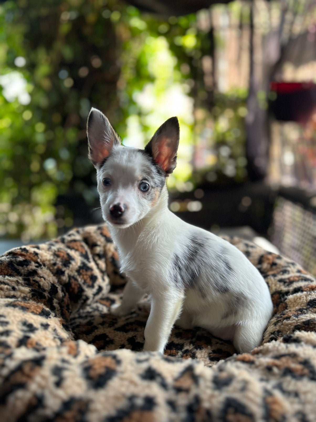 Pomchi pup teefje 💕🐶🐾 pomeriaan x chihuahua puppy, 8 tot 15 weken, Teef, Parvo, Eén hond