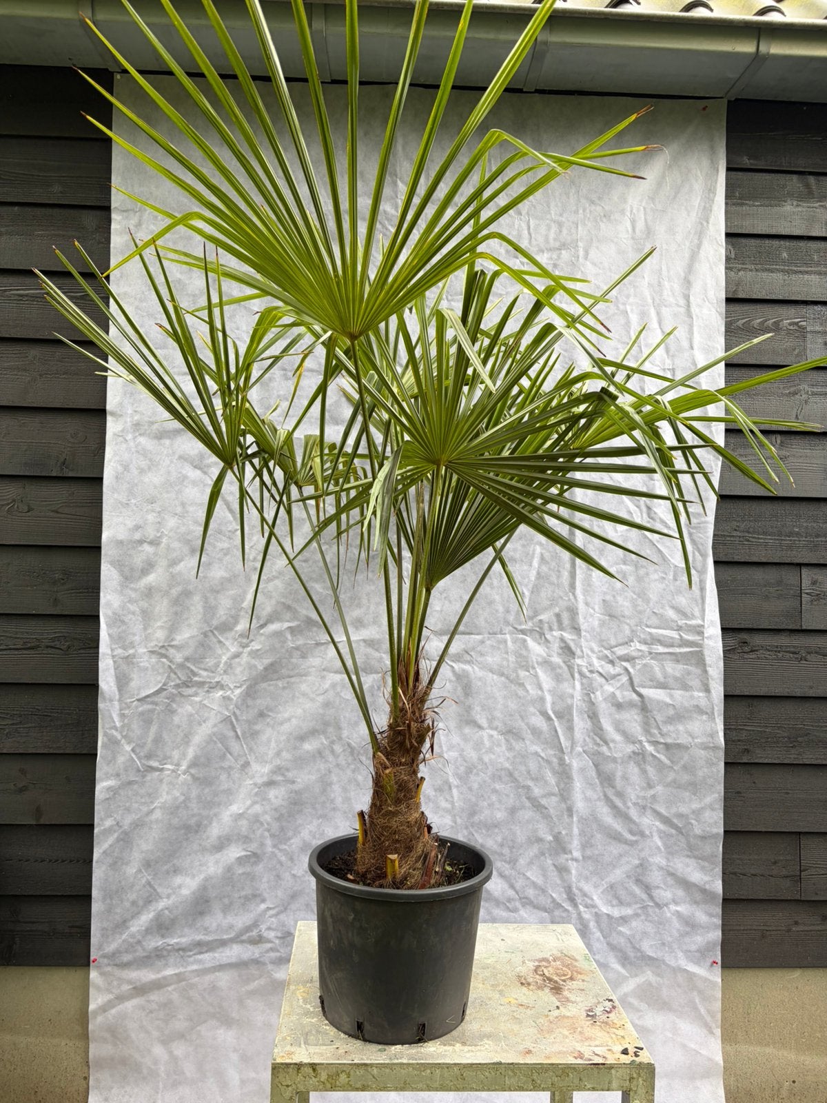 Trachycarpus Fortunei winterharde palmboom, Tuin en Terras, Planten | Bomen, Halfschaduw, Lente, 100 tot 250 cm, Palmboom