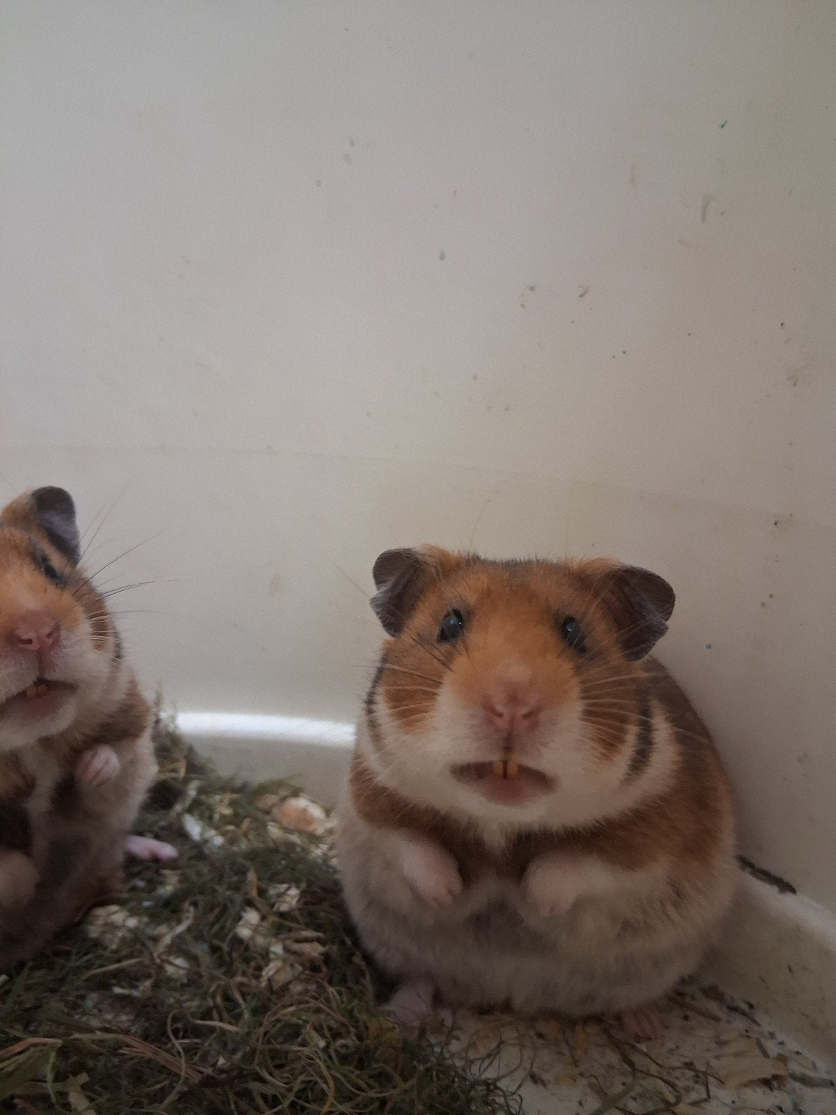 2 knappe goudhamsters, Dieren en Toebehoren, Knaagdieren, Hamster, Februari, Vrouwelijk, Tam