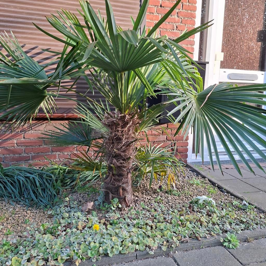 Trachycarpus Fortunei - Winterharde Palmboom, Ophalen, Overige soorten, Halfschaduw