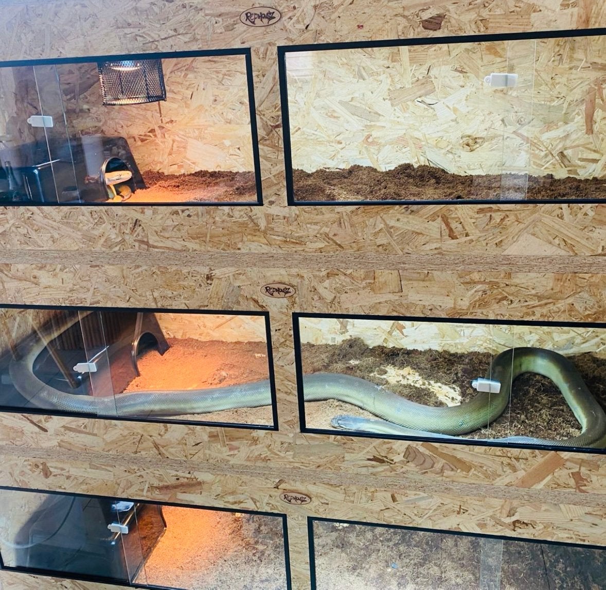 NIEUW ‼️ TERRARIUM OSB ( 150x50x50cm ), Ophalen, Nieuw, Terrarium of Paludarium