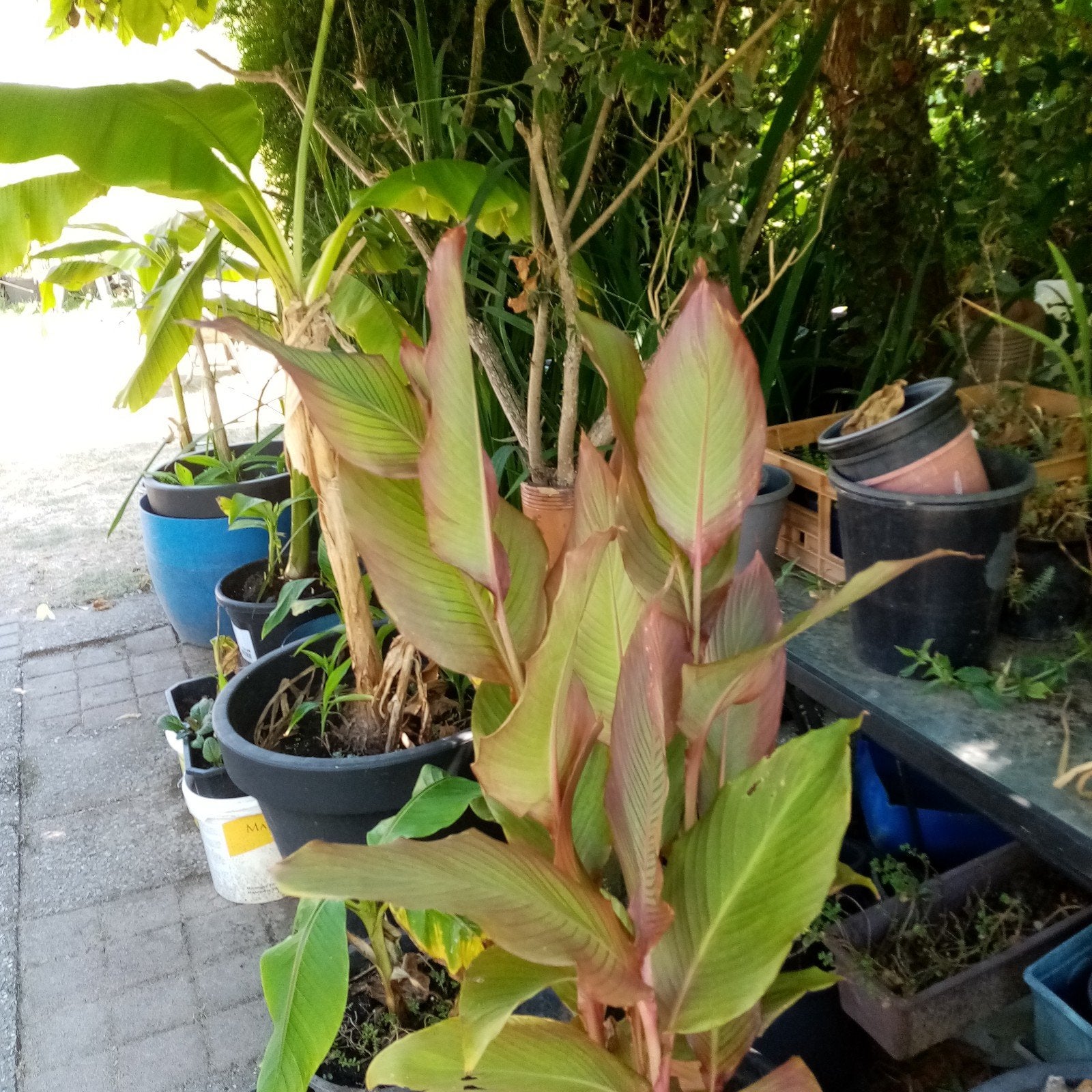Banaanplanten.,   Canna,, Tuin en Terras, Ophalen