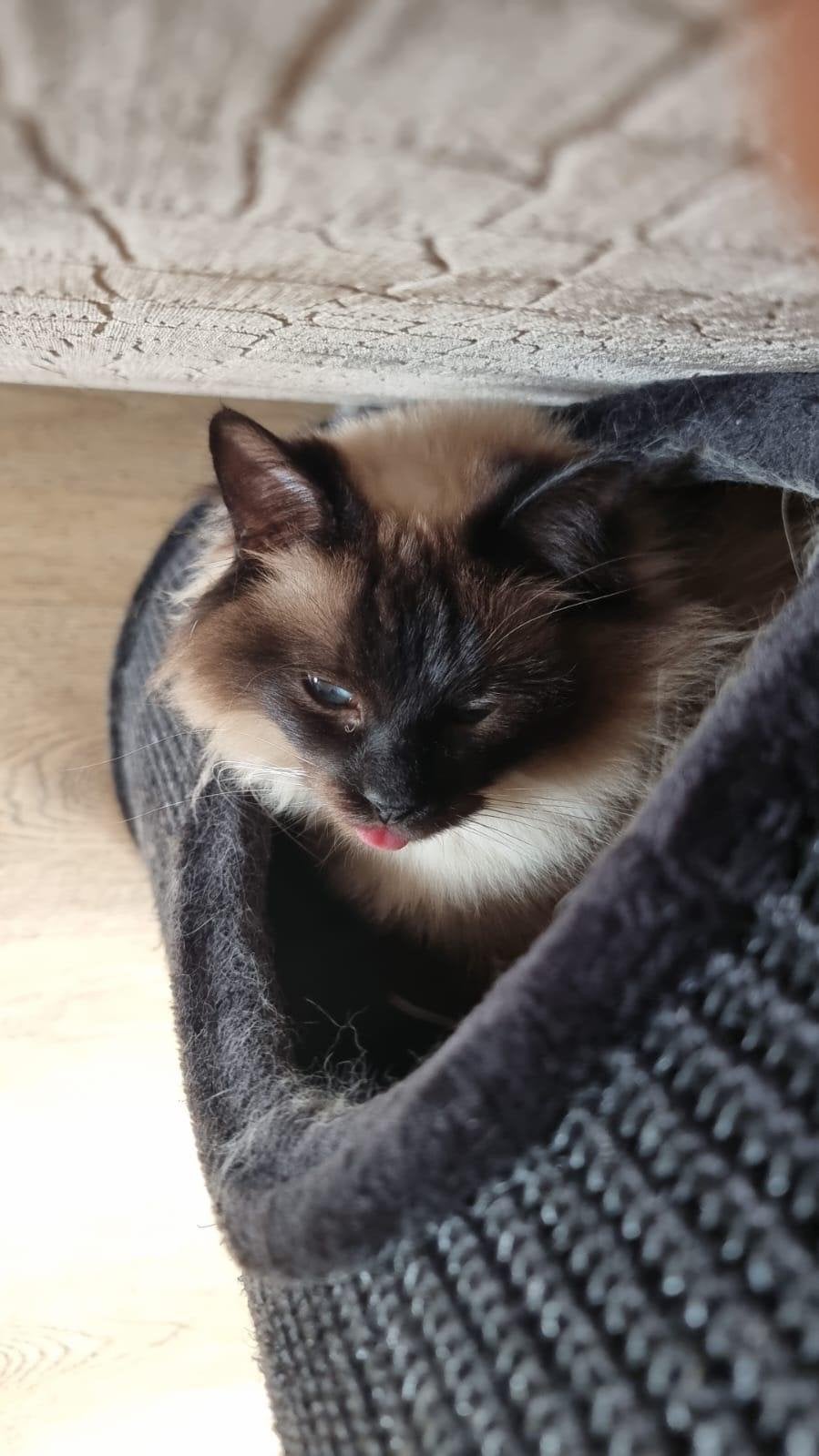 Katten, Dieren en Toebehoren, Katten en Kittens | Overige Katten, Meerdere dieren