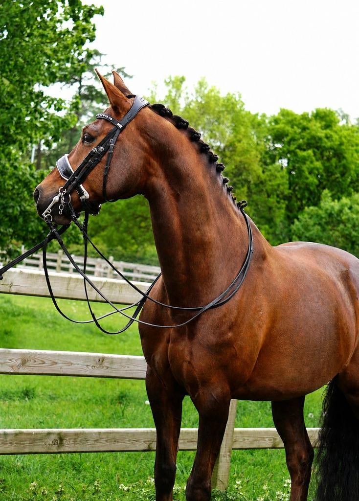 Super knappe 14 jarige Z2 Ster merrie v.Jazz, Dieren en Toebehoren, Paarden, Merrie, Dressuurpaard