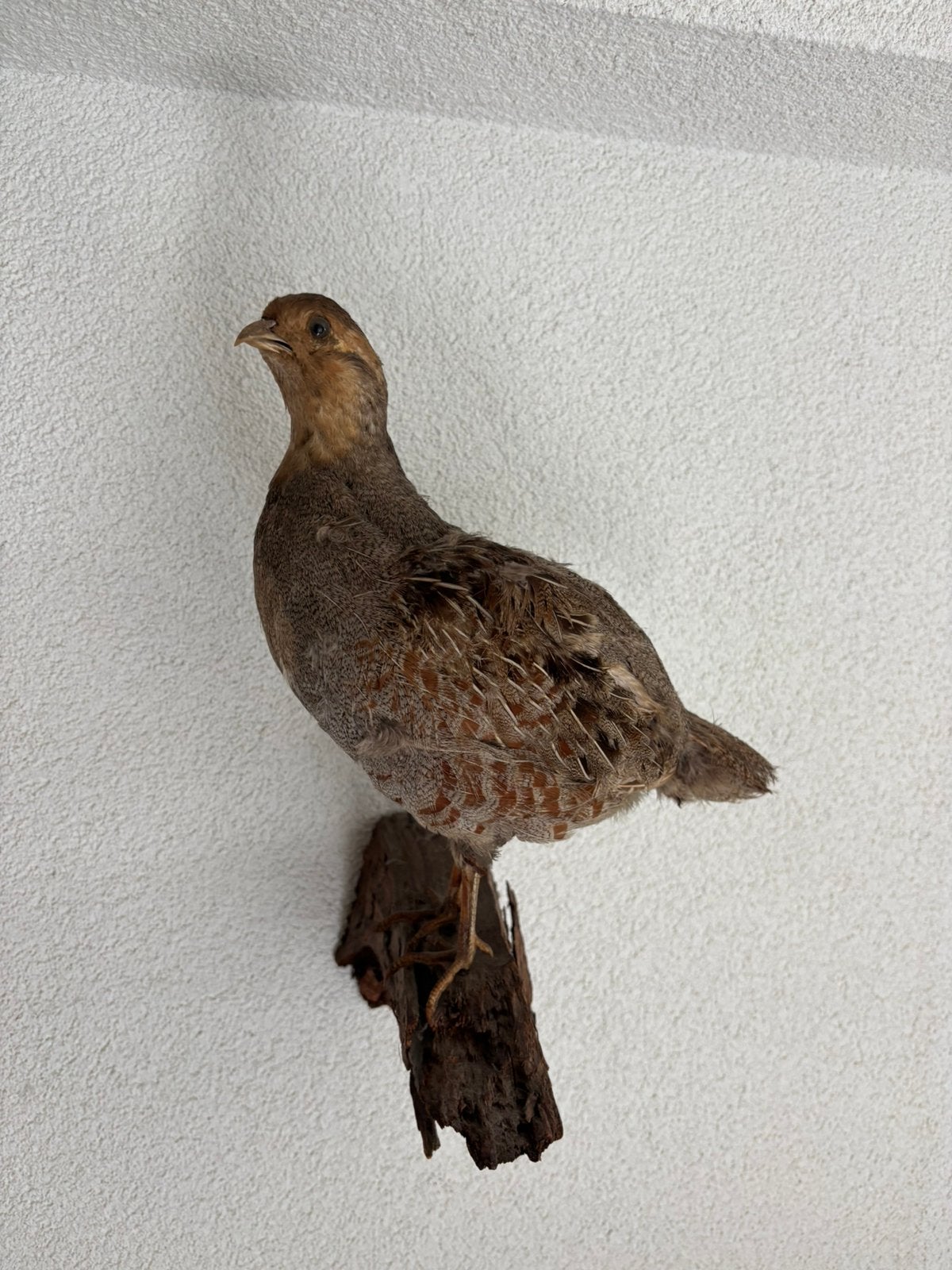 Opgezette patrijs vogel op hout taxidermie wanddecoratie, Ophalen of Verzenden, Vogel, Opgezet dier