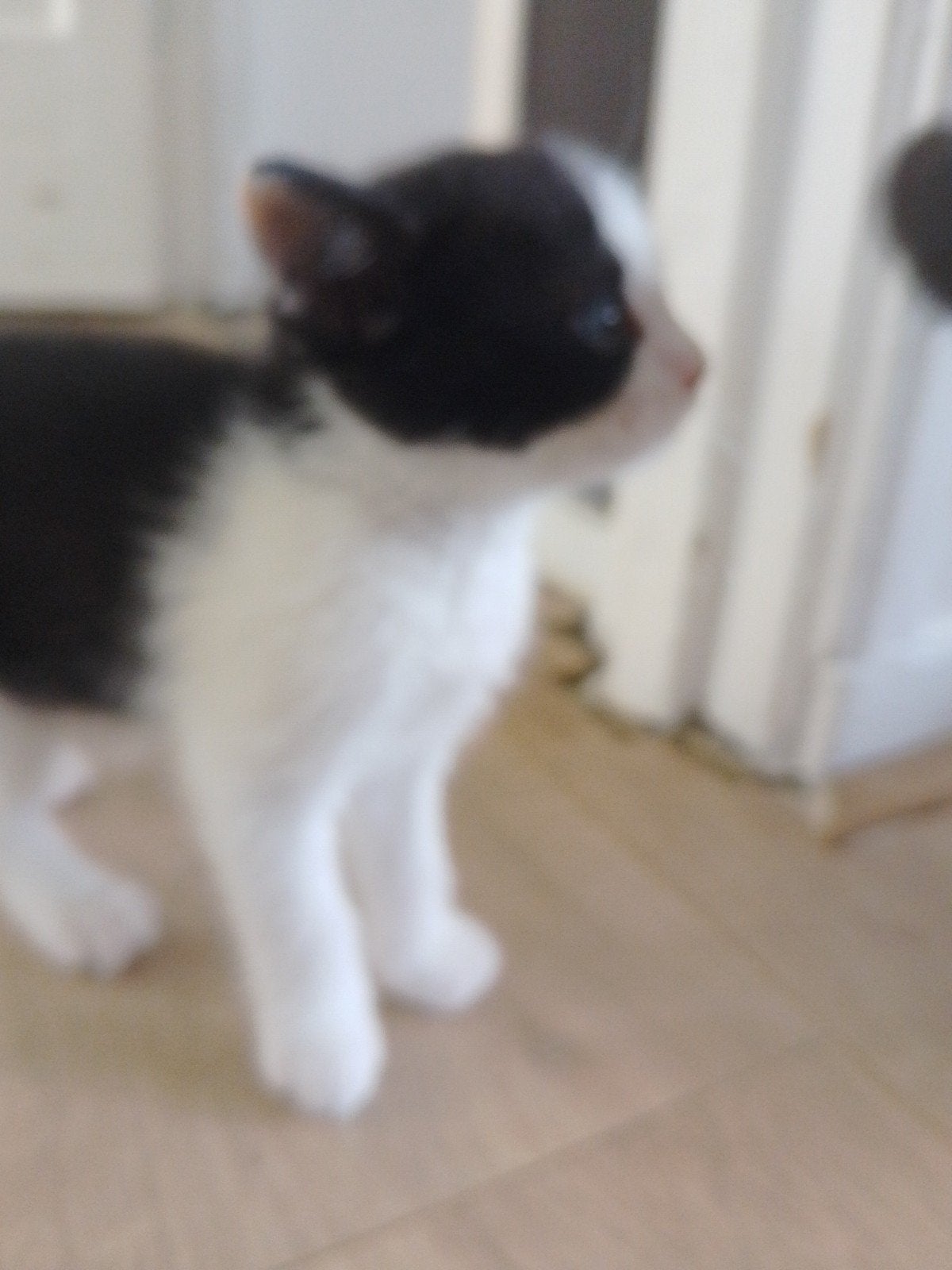 Kittens